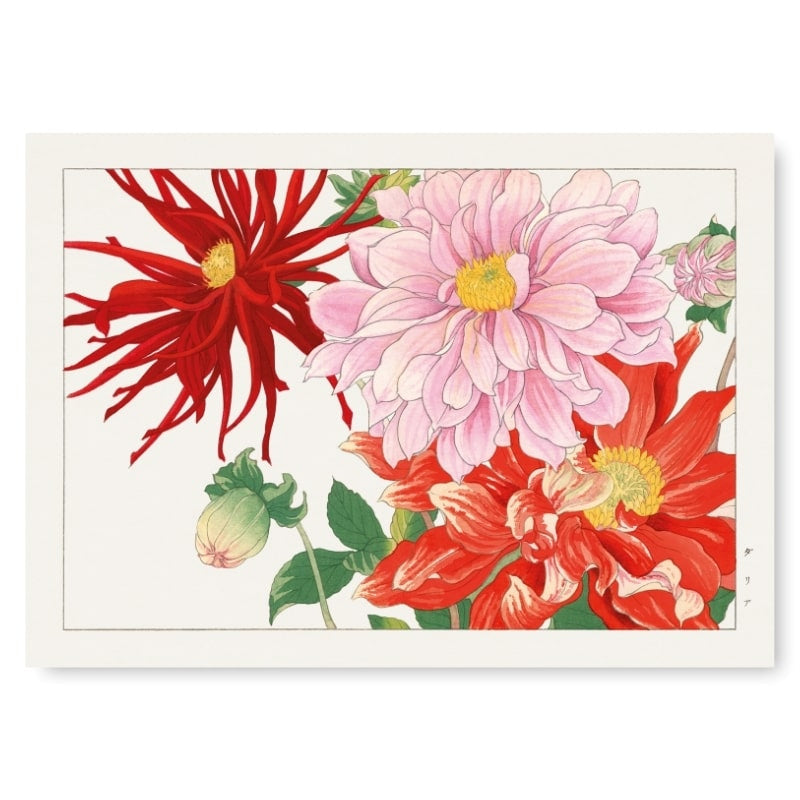 Póster Japonés Flor de Dalia A3