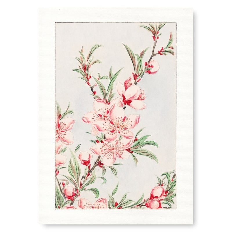 Póster Japonés Flores de Melocotón A3