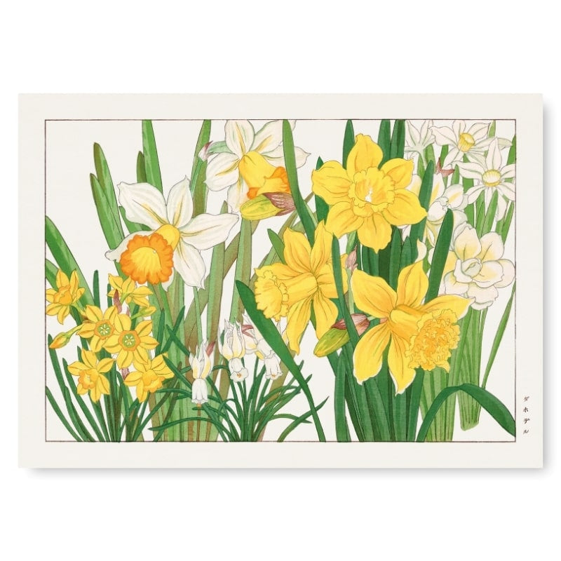 Póster Japonés Narciso A3
