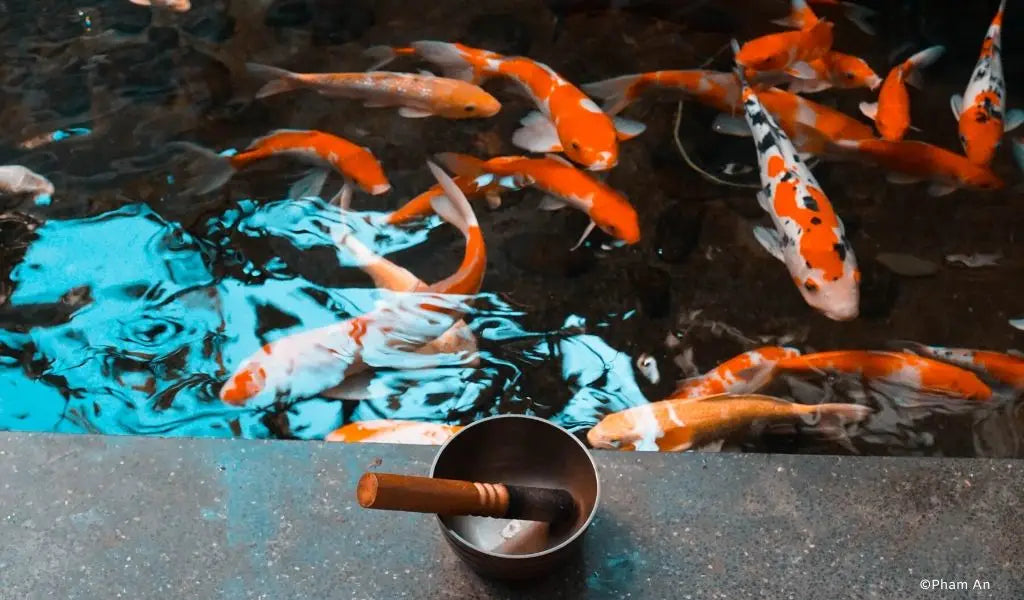 estanque de carpas koi