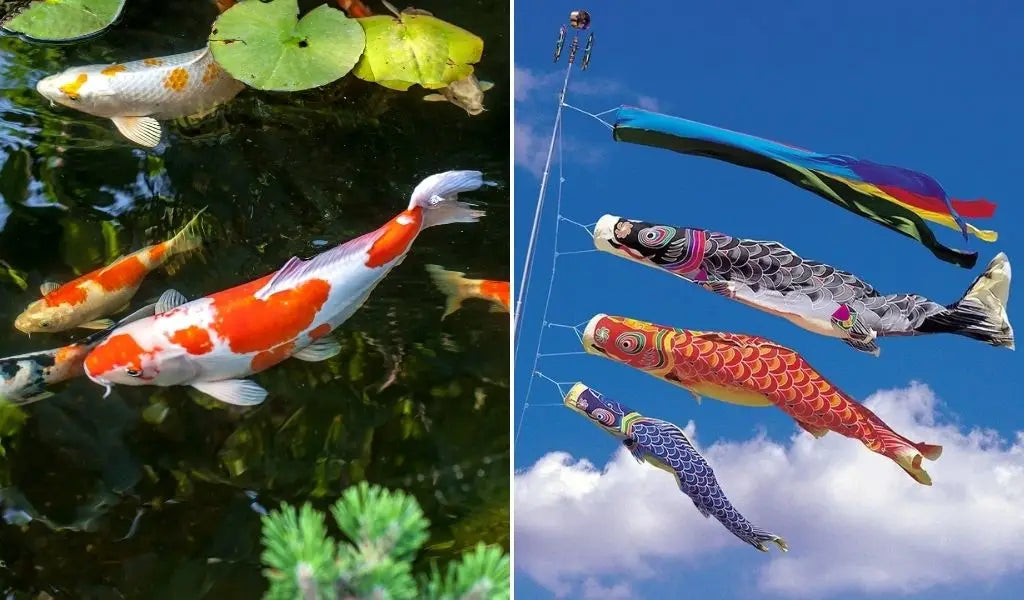 carpa koi
