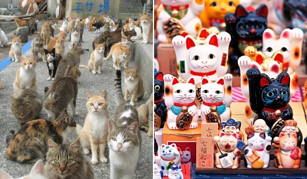 gatos japoneses