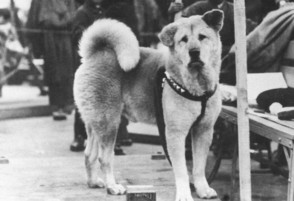 hachiko, el perro fiel