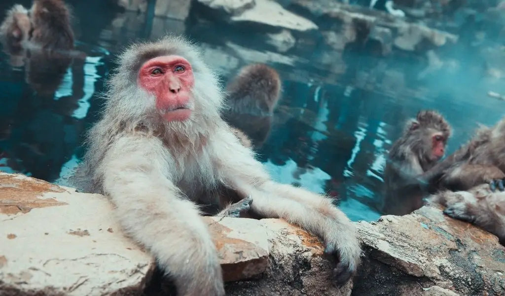 Macaco japonés en unas termas