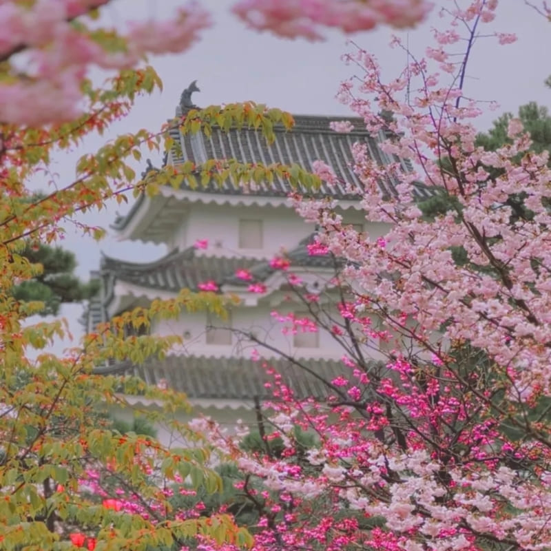 Maqueta japonesa en miniatura - Castillo de Takamatsu