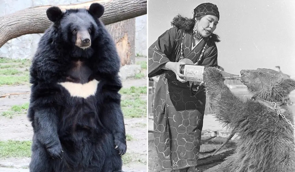 oso de collar en Japón