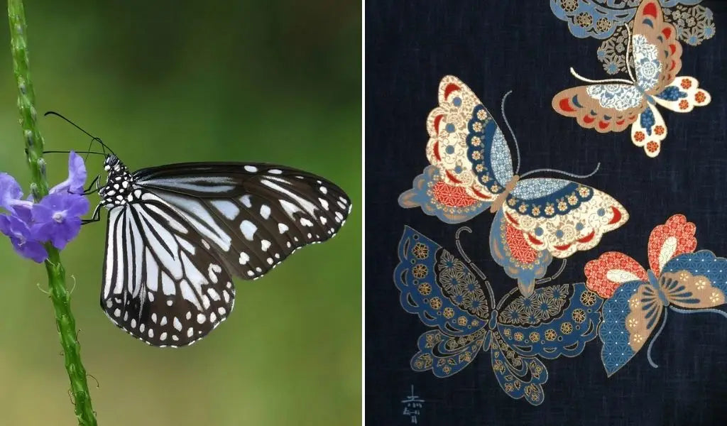 mariposa en Japón
