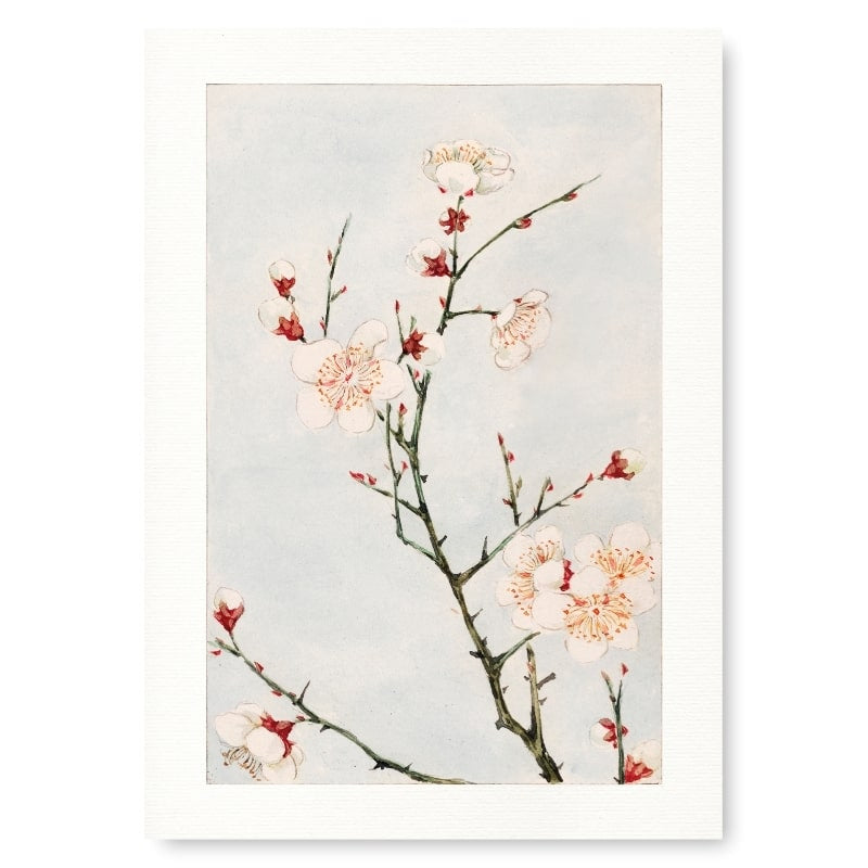 Póster Japonés Flor de Ciruelo A3