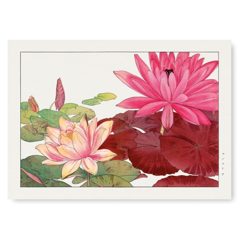 Póster Japonés Nymphaea Lotus A3