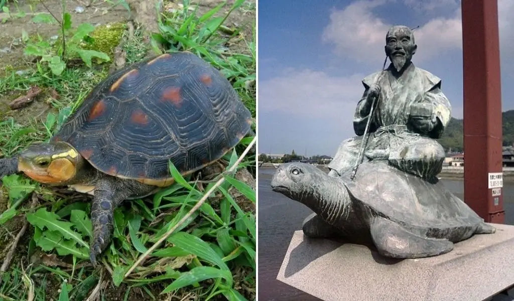 La tortuga en Japón
