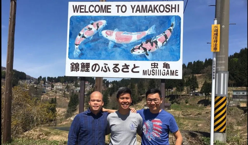 cría de carpas koi yamakoshi